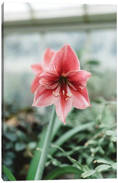 Red Floral Canvas Art Print - Chelsea Victoria