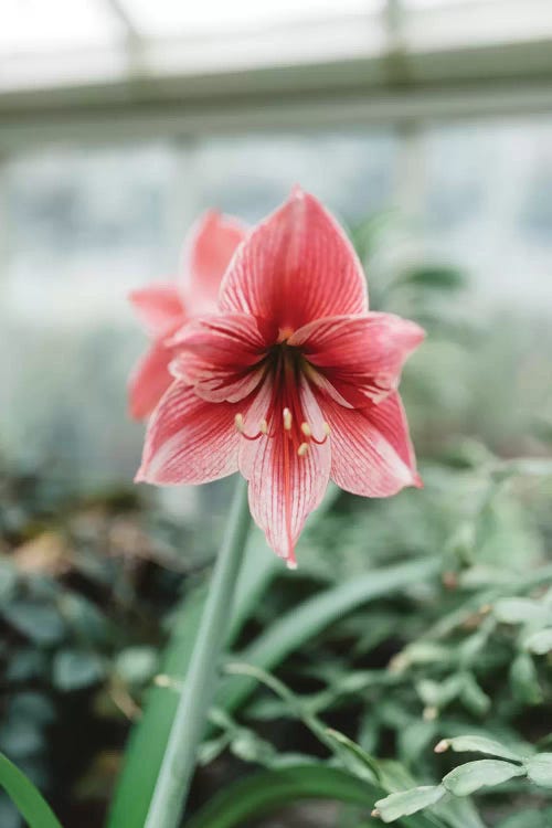 Red Floral