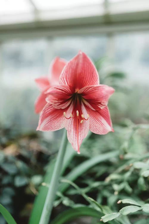 Red Floral by Chelsea Victoria wall art