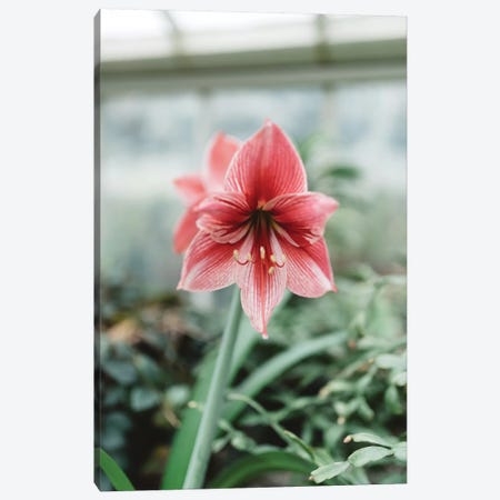 Red Floral Canvas Print #CVA190} by Chelsea Victoria Canvas Wall Art