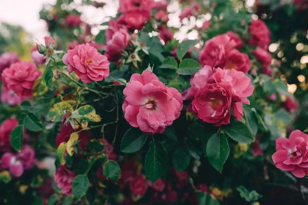 Chelsea Victoria: Rose Bush I by Chelsea Victoria