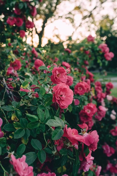 Chelsea Victoria: Rose Bush II by Chelsea Victoria