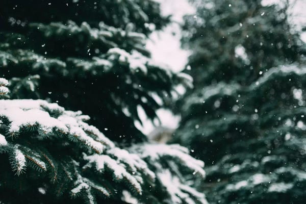 Evergreen Trees: Snow Song by Chelsea Victoria