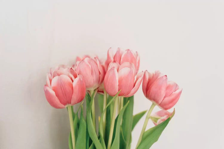Spring Tulips