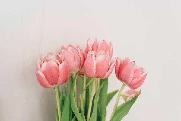 Still Life Photography: Spring Tulips by Chelsea Victoria