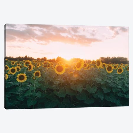 Sunflower Field And Sunset Canvas Print #CVA197} by Chelsea Victoria Canvas Print