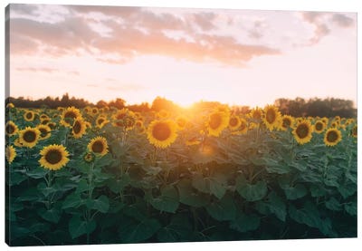 Sunflower Field And Sunset Canvas Art Print - Chelsea Victoria