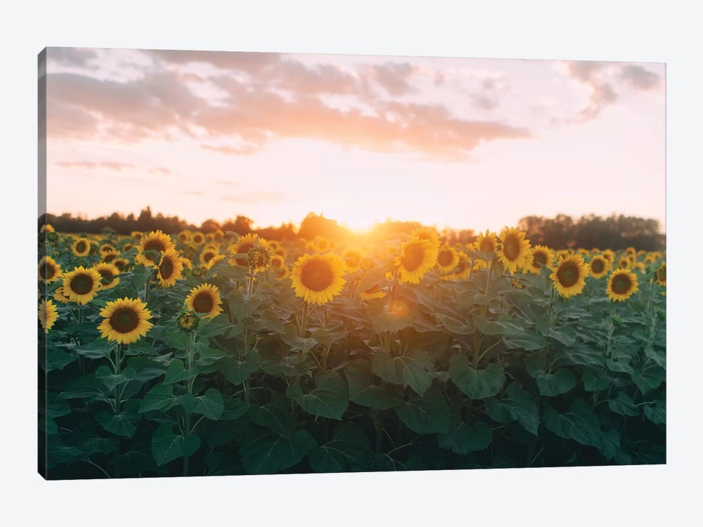 Sunflower Field And Sunset by Chelsea Victoria 1-piece Canvas Print