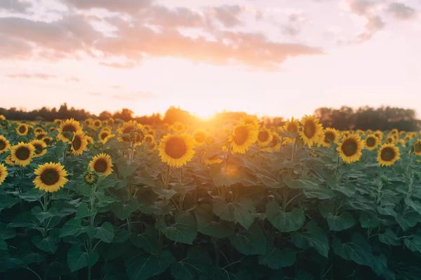 Sunflower Field And Sunset