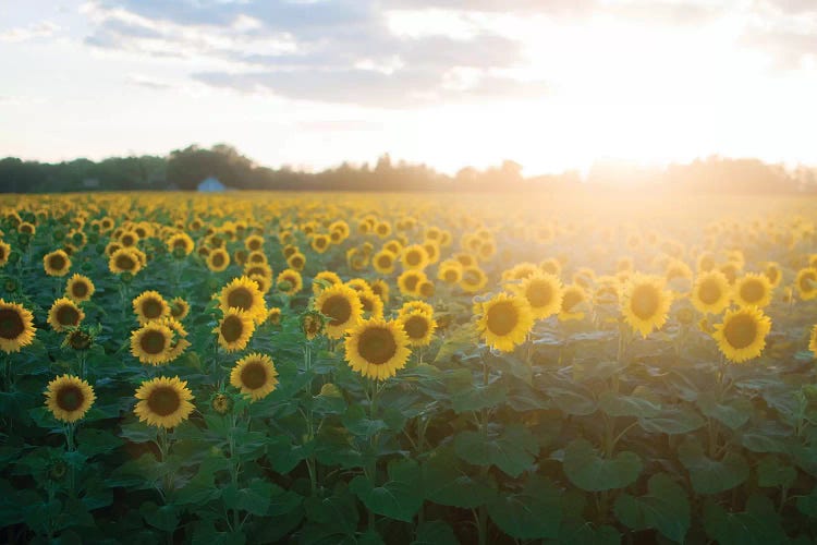 Sunflower Field I