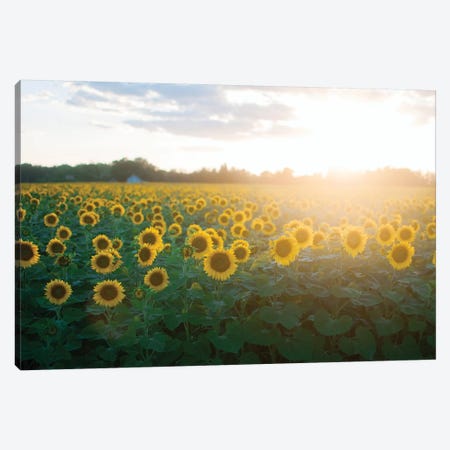 Sunflower Field I Canvas Print #CVA198} by Chelsea Victoria Canvas Art
