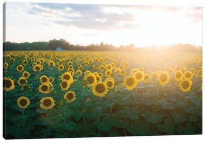 Sunflower Field I Canvas Art Print - Chelsea Victoria