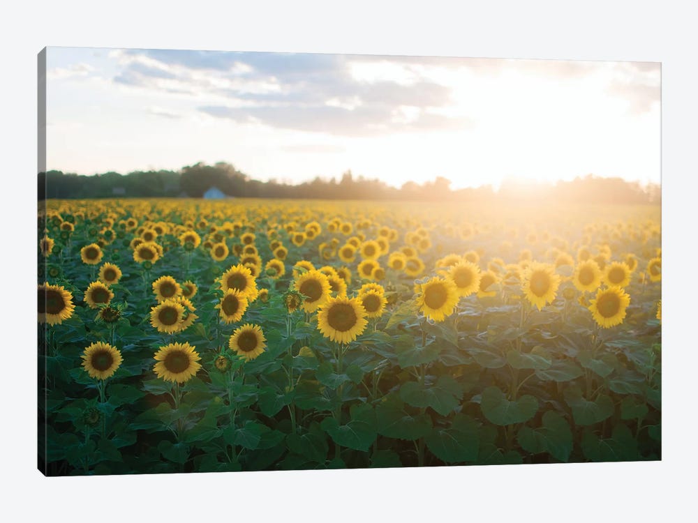 Sunflower Field I by Chelsea Victoria 1-piece Canvas Artwork