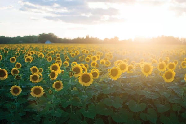 Sunflowers: Sunflower Field I by Chelsea Victoria