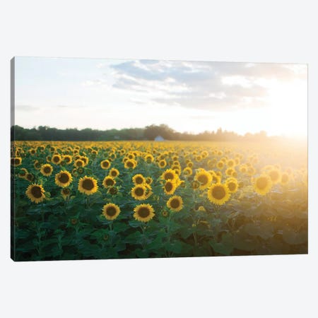 Sunflower Field II Canvas Print #CVA199} by Chelsea Victoria Canvas Wall Art