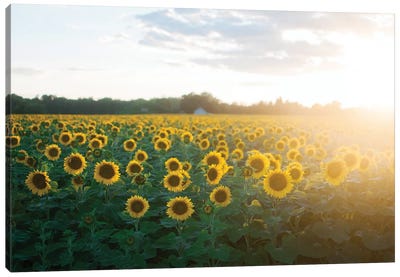 Sunflower Field II Canvas Art Print - Chelsea Victoria