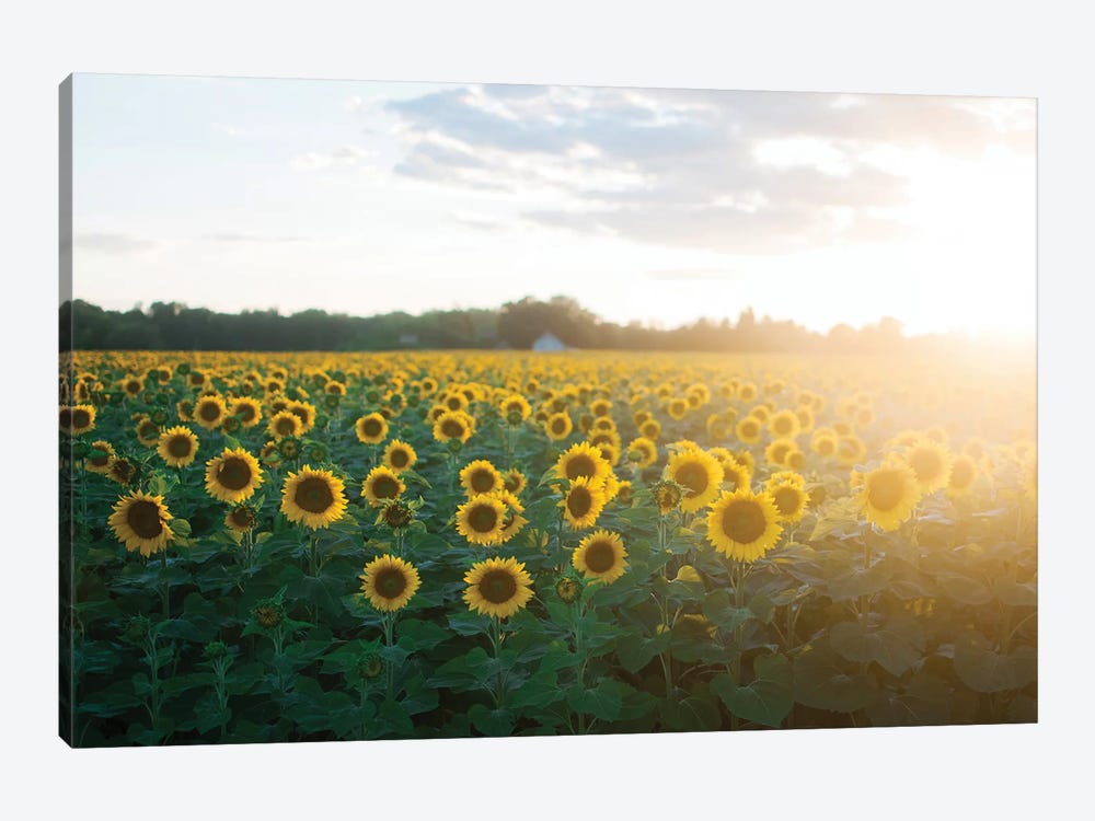 Sunflower Field II by Chelsea Victoria 1-piece Canvas Print
