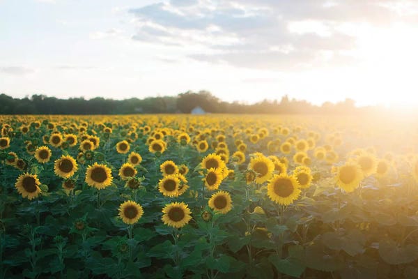 Chelsea Victoria: Sunflower Field II by Chelsea Victoria