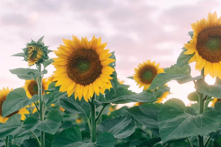 Sunflowers At Sunset I