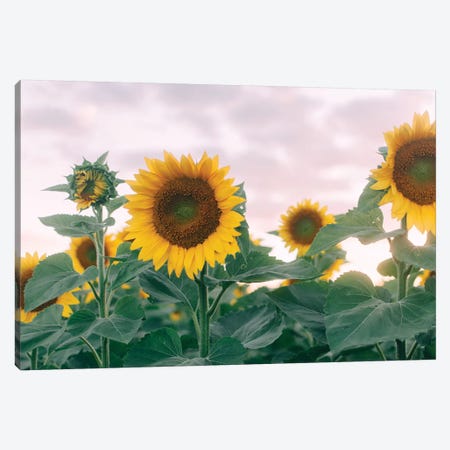 Sunflowers At Sunset I Canvas Print #CVA200} by Chelsea Victoria Canvas Art