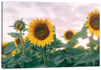 Sunflowers At Sunset I Canvas Art Print - Chelsea Victoria