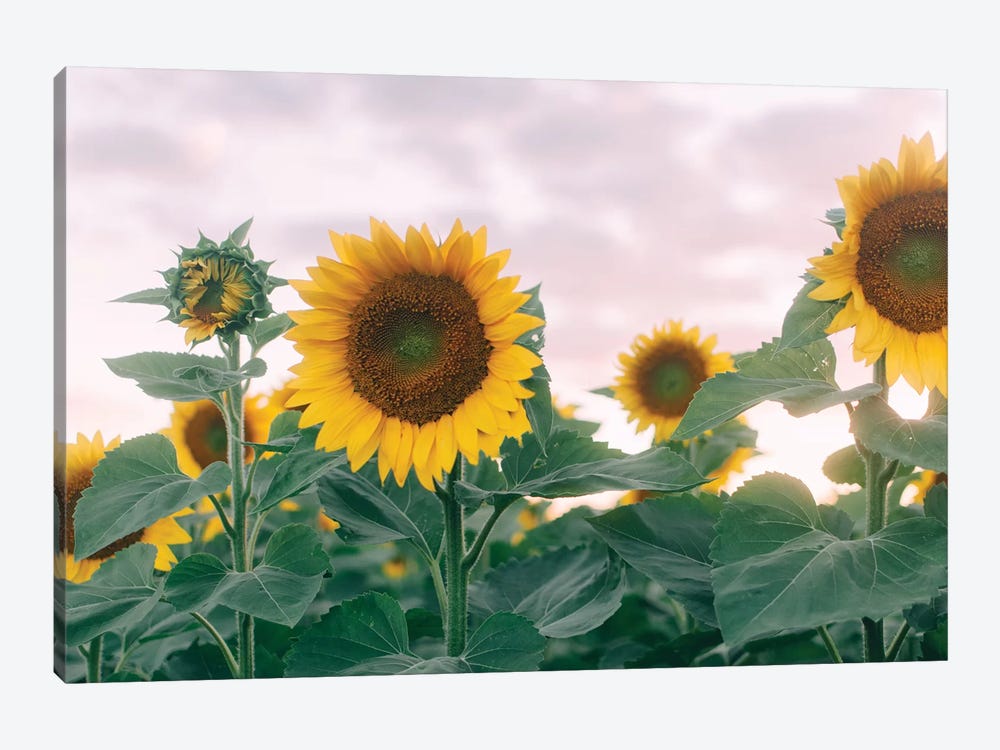 Sunflowers At Sunset I by Chelsea Victoria 1-piece Canvas Art Print