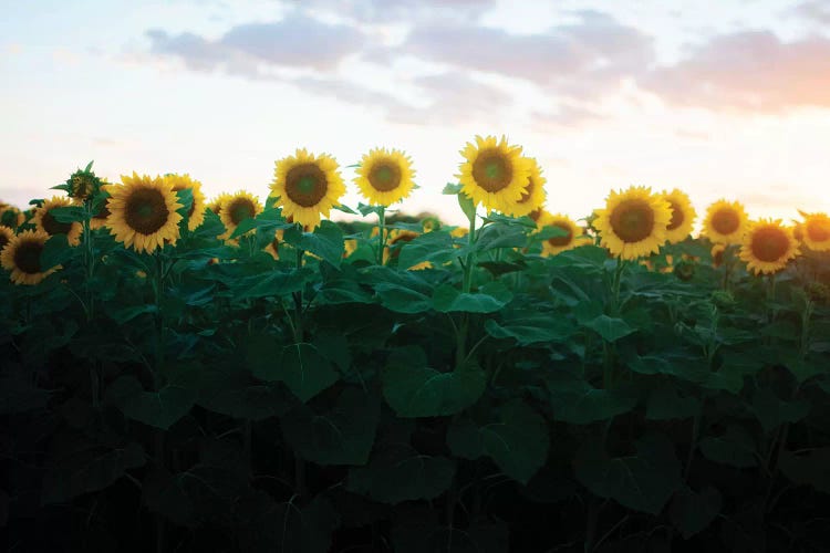 Sunflowers At Sunset II