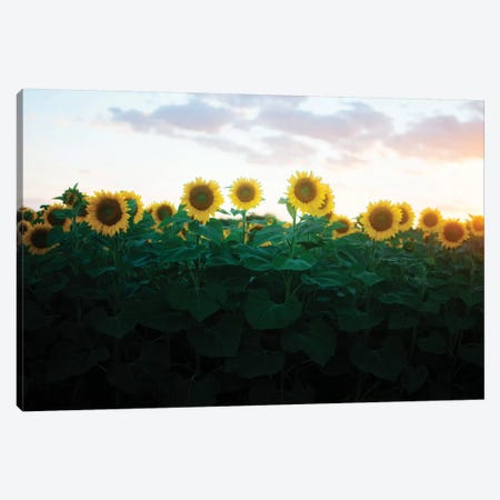 Sunflowers At Sunset II Canvas Print #CVA201} by Chelsea Victoria Canvas Art