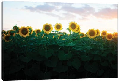 Sunflowers At Sunset II Canvas Art Print - Chelsea Victoria