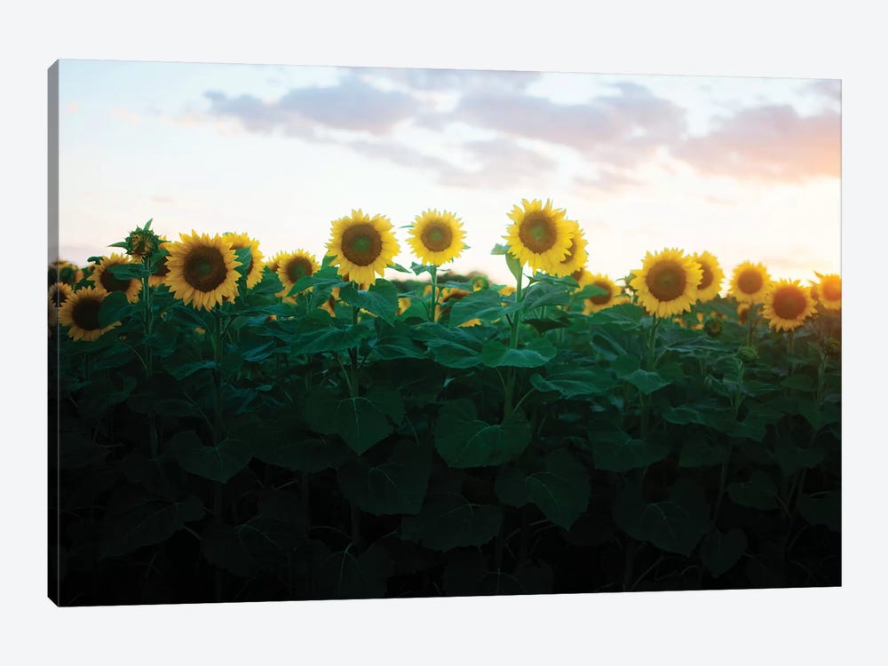 Sunflowers At Sunset II by Chelsea Victoria 1-piece Canvas Art