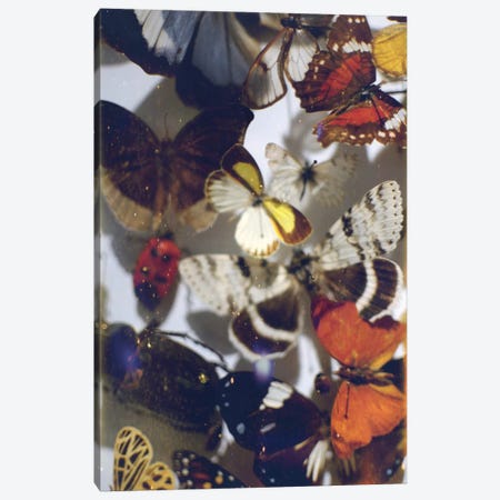 The Butterfly Collection Canvas Print #CVA202} by Chelsea Victoria Canvas Art