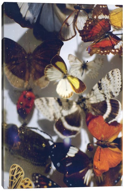 The Butterfly Collection Canvas Art Print - Chelsea Victoria
