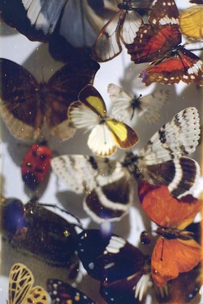 Chelsea Victoria: The Butterfly Collection by Chelsea Victoria