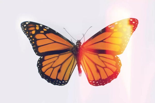 Monarch Butterflies: The Monarchy by Chelsea Victoria