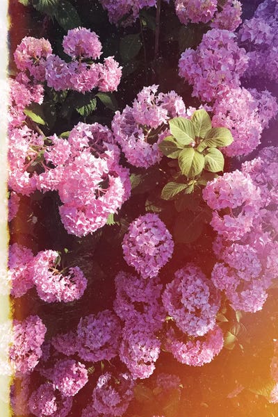 Chelsea Victoria: Vintage Hydrangea by Chelsea Victoria