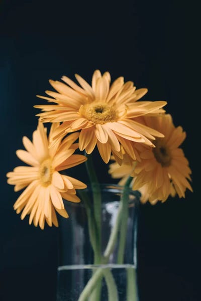Yellow Daisies I by Chelsea Victoria acrylic art print