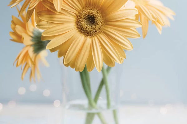 Still Life Photography: Yellow Daisies II by Chelsea Victoria