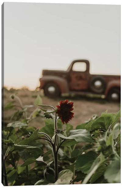 The Truck And The Sunflower Canvas Art Print - Trucks