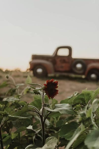 Chelsea Victoria: The Truck And The Sunflower by Chelsea Victoria
