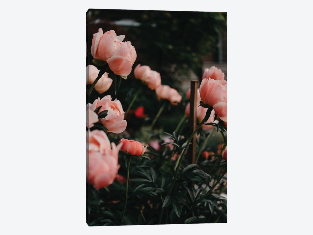 Coral Peonies by Chelsea Victoria 1-piece Canvas Art Print