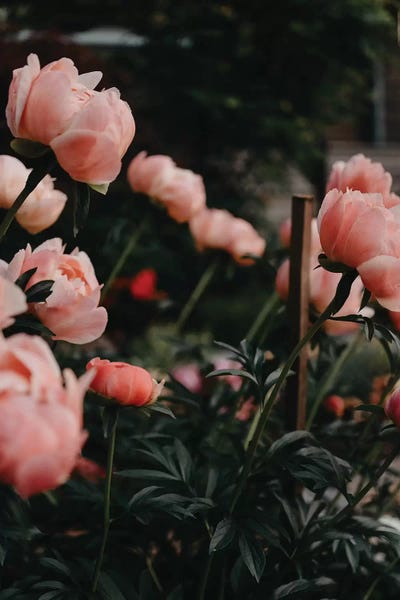 Peonies: Coral Peonies by Chelsea Victoria