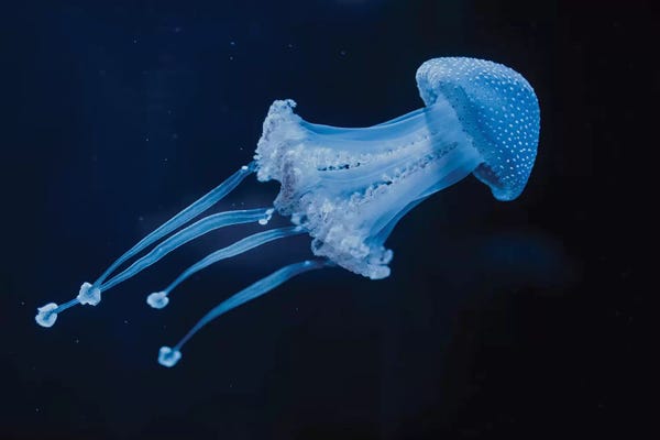 Jellyfish: Life Could Be A Dream by Chelsea Victoria