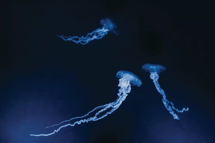 Monteray Jellyfish