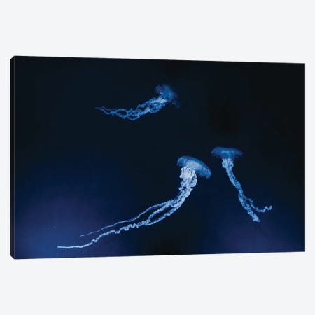 Monteray Jellyfish Canvas Print #CVA225} by Chelsea Victoria Canvas Art Print
