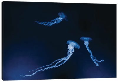 Monteray Jellyfish Canvas Art Print - Jellyfish Art