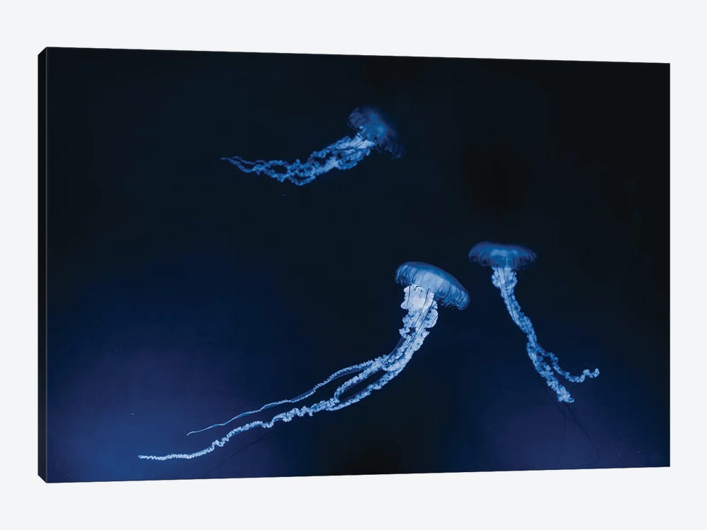 Monteray Jellyfish by Chelsea Victoria 1-piece Canvas Artwork
