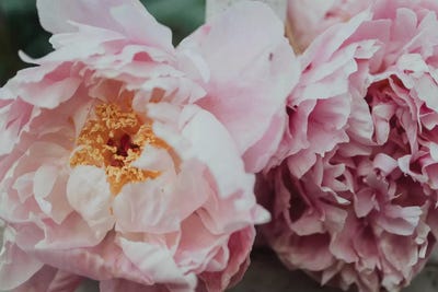 Pink Peonies In The Spring by Chelsea Victoria acrylic art print