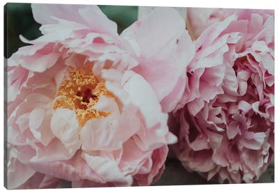Pink Peonies In The Spring Canvas Art Print - Peony Art