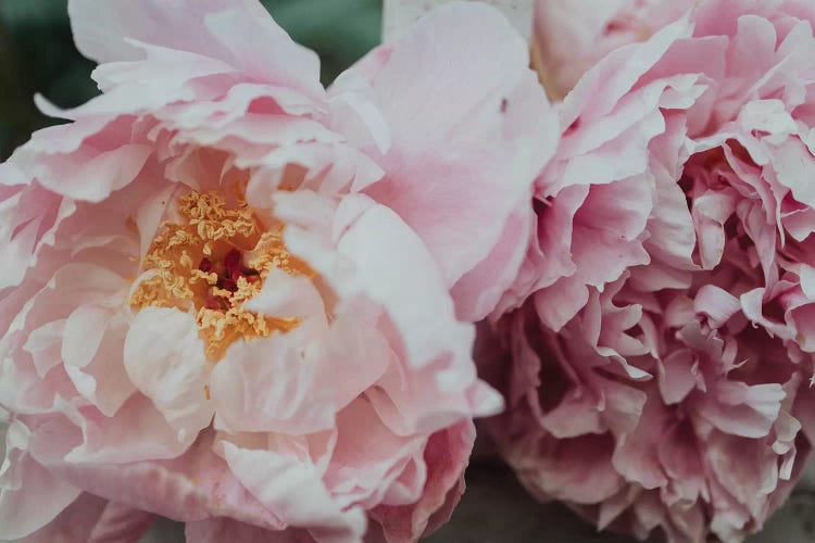 Pink Peonies In The Spring