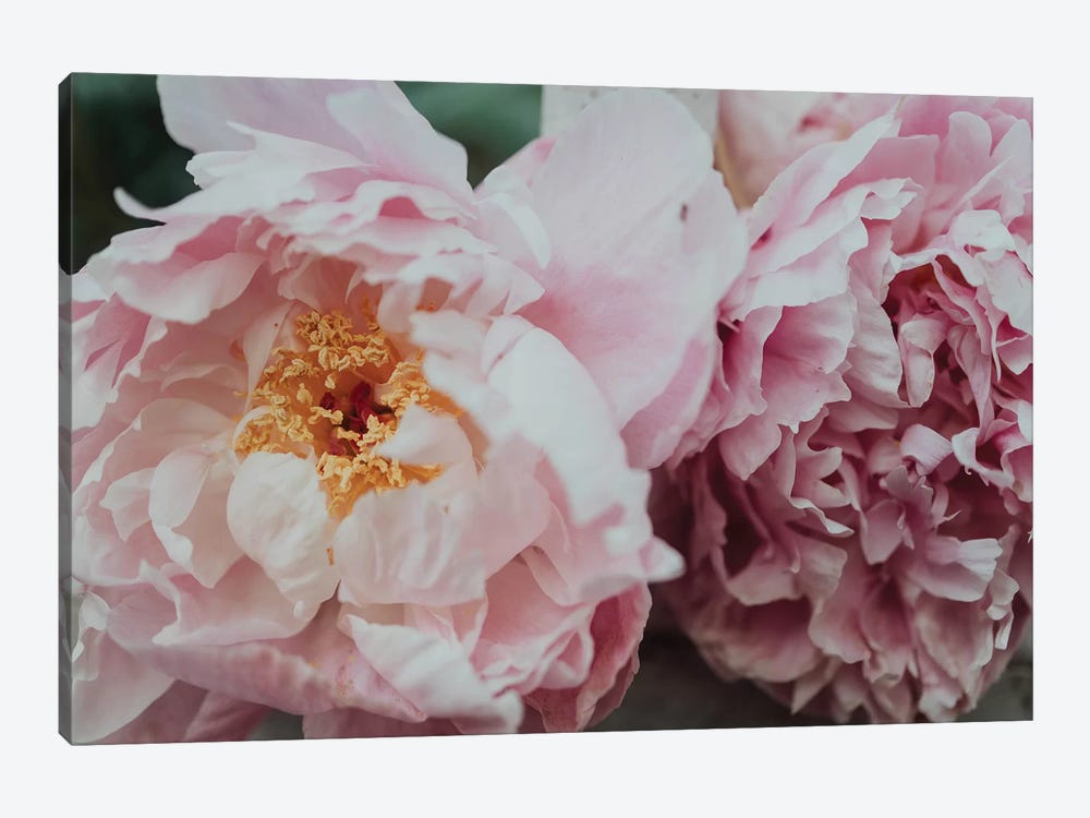 Pink Peonies In The Spring by Chelsea Victoria 1-piece Canvas Print